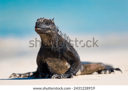 Galapagos wildlife marine iguana (Amblyrhynchus cristatus) walking on Tortuga Bay beach on Santa Cruz island.  Also know as Saltwater iguana or Sea iguana. Royalty-Free Stock Photo #2431228919