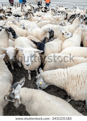 Sheep being gathered in sheepfold at Narin Strand Royalty-Free Stock Photo #2431231183