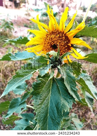 Nature is full of amazement and beautiful scenes. flowers spread love and enhance the beauty of nature . This is a beautiful and detailed picture of sunflower along with its bud 