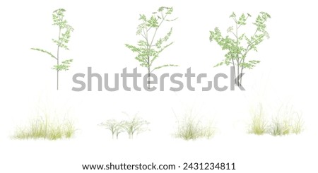 Scandix pecten-veneris,Aethusa cynapium,grass and shrubs in summer isolated on white background. Forestscape. High quality clipping mask. Forest and green foliage