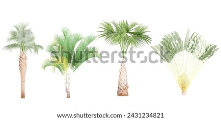 Sabal palmetto,Sabal_palmetto,Ravenalamadagascariensis ,dypsis_ecaryi trees and shrubs in summer isolated on white background. Forestscape. High quality clipping mask. Forest and green foliage