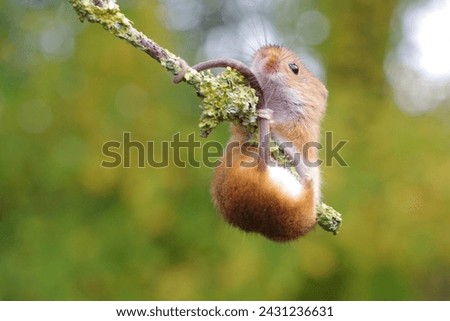 bushy Tail holding on tree branch Royalty-Free Stock Photo #2431236631