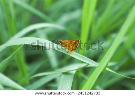 Danaus chrysippus, also known as the plain tiger is a medium-sized butterfly widespread in Asia, Australia and Africa Royalty-Free Stock Photo #2431242983