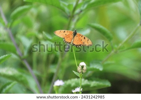 Danaus chrysippus, also known as the plain tiger is a medium-sized butterfly widespread in Asia, Australia and Africa Royalty-Free Stock Photo #2431242985