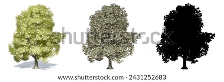 Set or collection of Granny Smith trees, painted, natural and as a black silhouette on white background. Concept or conceptual 3d illustration for nature, ecology and conservation, strength, beauty