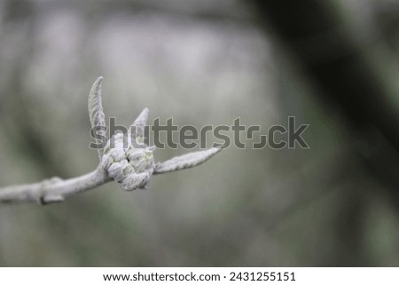New bud growing on the Wayfaring tree (Viburnum lantana). Royalty-Free Stock Photo #2431255151