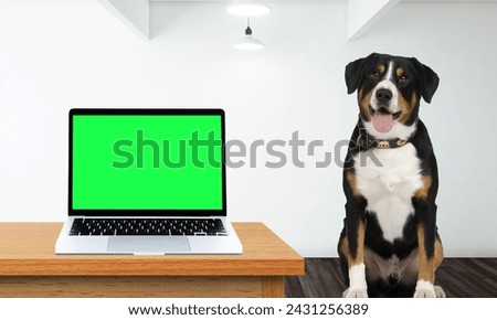 puppy and a laptop with green screen on the tabel
