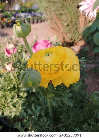 Yellow Rose This is lastest Yellow Rose.. Yellow Flowers Yellow 💛 Roses Background Roses