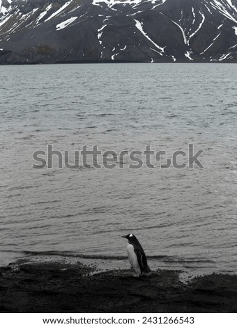 A gentoo penguin stands on a volcanic beach with the sea and mountains in the background