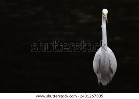 one standing white great egret on dark background, empty space on the left