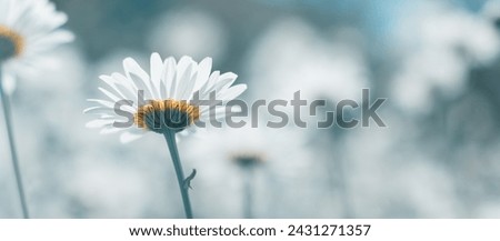 Chamomile close-up in the meadow. Selective focus. Beautiful floral banner.