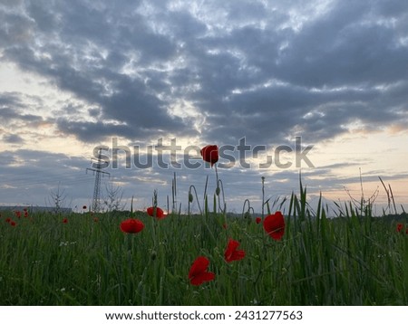 beautiful sunset. flowers against sunset background. flowers. red poppies