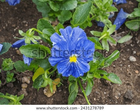 Blue Pansy flower, close up. Viola tricolor, with bright petals. Colorful garden pansy blossoms. Hybrid plant of Violaceae family. Symbol of remembrance, planted on graves, in cemeteries.