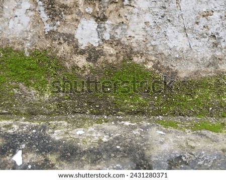 Mosses (bryophyte) on ground, a type of bryophyte, flourish in small sizes and thrive in moist habitats. Ideal for framing, quotes, backgrounds, artworks, or various projects