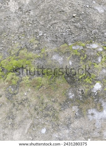 Mosses (bryophyte) on ground, a type of bryophyte, flourish in small sizes and thrive in moist habitats. Ideal for framing, quotes, backgrounds, artworks, or various projects