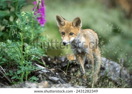 red fox (Vulpes vulpes) at the forest, summer time.