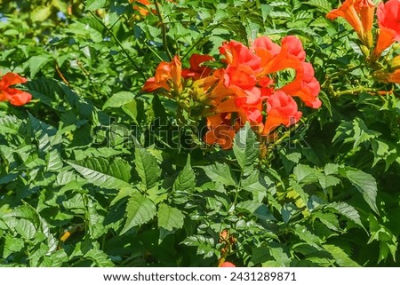 It's the photo of trumpet vine flowers in garden. It's red flower in shadow. It is close up view of pink flower in shadow park.