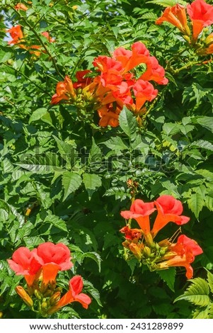It's a photo of trumpet vine flowers in garden. It's red flower in shadow. It is a close up view of pink flower in shadow park.