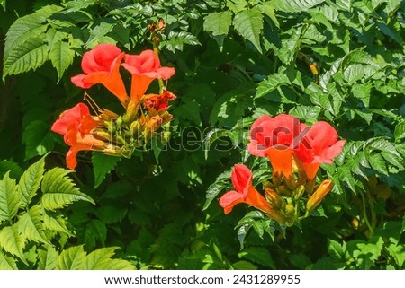It's photo of trumpet vine flowers in garden. It's red flower in shadow. It is close up view of a pink flower in shadow park.