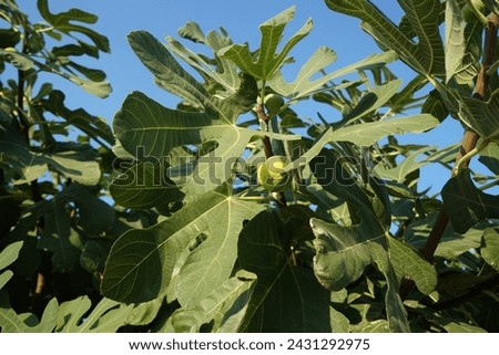 Ficus carica with fruits grows in August. The fig is the edible fruit of Ficus carica, a species of small tree in the flowering plant family Moraceae. Rhodes Island, Greece Royalty-Free Stock Photo #2431292975