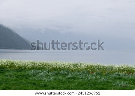 A peaceful Norwegian fjord landscape featuring a field of white flowers in the foreground with misty mountain silhouettes and calm waters beyond