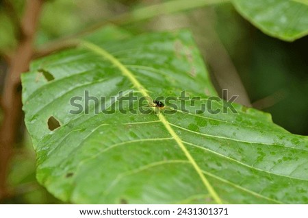 insects hanging on the leaves