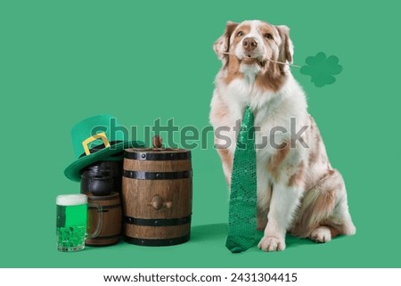 Australian Shepherd dog with paper clover and beer on green background. St. Patrick's Day celebration