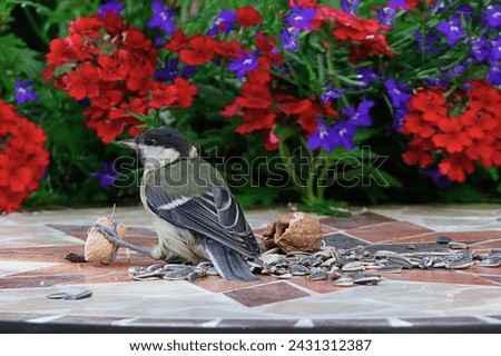 Beautiful bird outdoor picture Nature