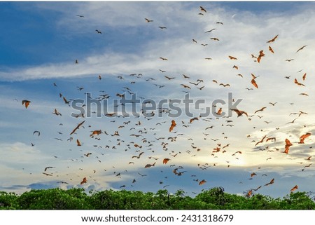 The Rodrigues flying fox or Rodrigues fruit bat (Pteropus rodricensis) Royalty-Free Stock Photo #2431318679