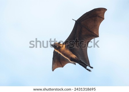 The Rodrigues flying fox or Rodrigues fruit bat (Pteropus rodricensis) Royalty-Free Stock Photo #2431318695