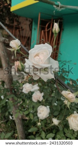 Picture of a beautiful white rose blooming in a rose plant full of flowers ,Buds and green leaves in a garden , white rose is the symbol of friendship, close up picture, flower photography 