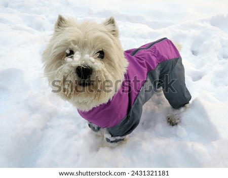 Small fluffy white dog West Highland White Terrier Westie in a bright overalls with some snow on his face against the background of snow, winter games in the fresh air, close-up portrait
