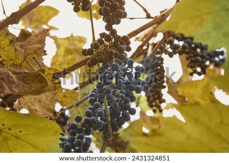 Clusters of homegrown grapes on the vine close-up Royalty-Free Stock Photo #2431324851