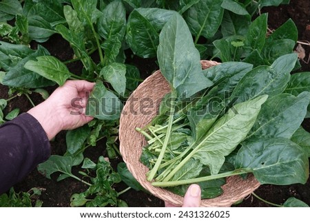 man's hands harvesting spinach leaves with a wicker basket, natural and organic food Royalty-Free Stock Photo #2431326025