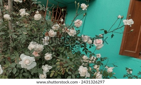 Picture of beautiful white roses blooming in a rose plant full of flowers,Buds and green leaves in a garden,white rose is the symbol of friendship,close up picture,flower photography horizontal image 