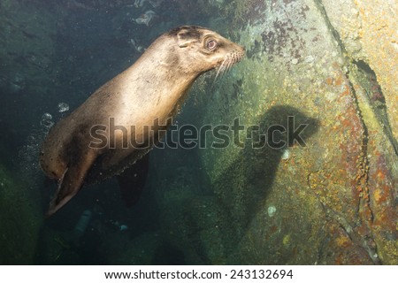 Puppy sea lion seal coming to you to have fun and play