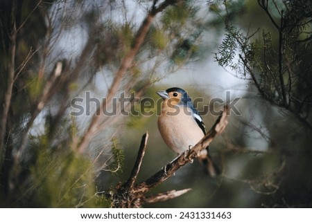 bird in bush, tenerife spain Royalty-Free Stock Photo #2431331463