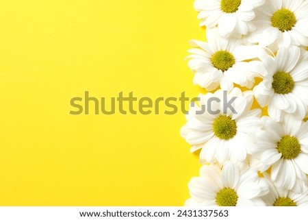 White chamomile on color background