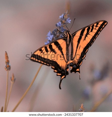 beautiful colorful butterfly garden picture