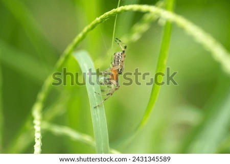 spider on plants in nature
