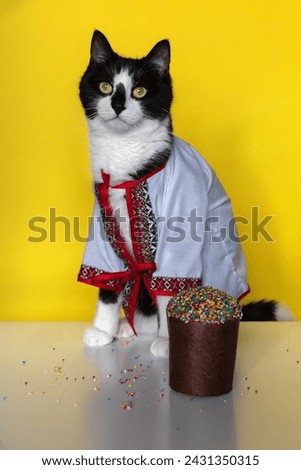 A beautiful black and white cat in an embroidered shirt with an Easter cake on a yellow background. Easter card