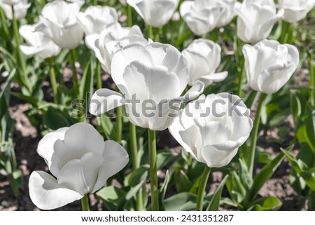 White varietal tulips close-up in garden on sunny spring day. Royalty-Free Stock Photo #2431351287