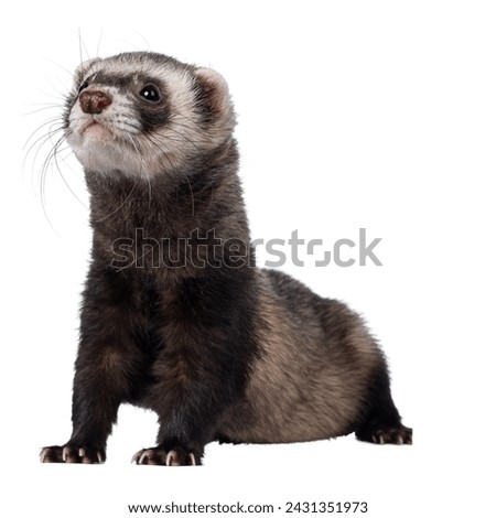 Black-footed ferret isolated on white background.The black-footed ferret also known as the American polecat or prairie dog hunter, is a species of mustelid native to central North America. Royalty-Free Stock Photo #2431351973