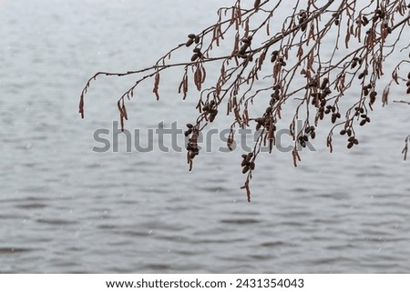 Abstract picture with an alder branch above the water.