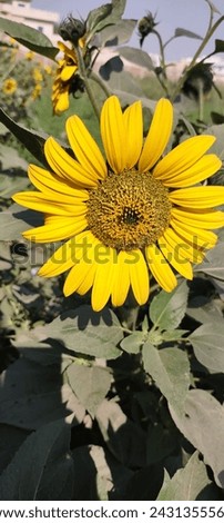 sunflower picture butful natural and back ground photo 