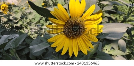 sunflower picture butful natural and back ground photo agriculture 