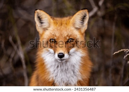 Staring At The Little Fox