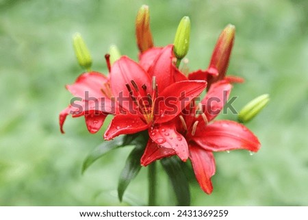 Red lily flower. Beautiful red lilies in the summer garden. Lilium belonging to the Liliaceae. Oriental Hybrid Lily close up. Red Stargazer Lily flower. Full blooming red Asiatic lily flower. Royalty-Free Stock Photo #2431369259