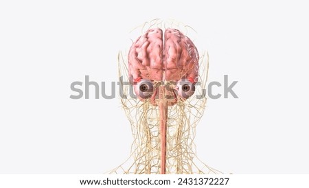 The central nervous system is the brain and spinal cord, while the peripheral nervous system consists of everything else 3d illustration