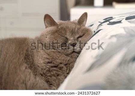 A British Shorthair Cat Lies In Comfortable Slumber, Embodying The Essence Of Relaxation And Peaceful Rest. British Shorthair Cat Enjoys A Tranquil Nap, Comfortably Snuggled Against Patterned Pillow. Royalty-Free Stock Photo #2431372627